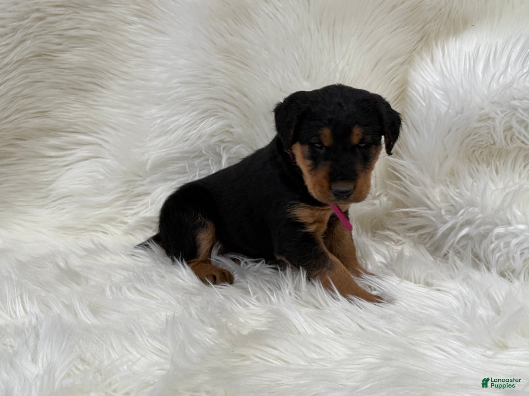 Airedale Terrier dogs for sale: Kit Airedale Terrier Puppy 3 - Ad 2