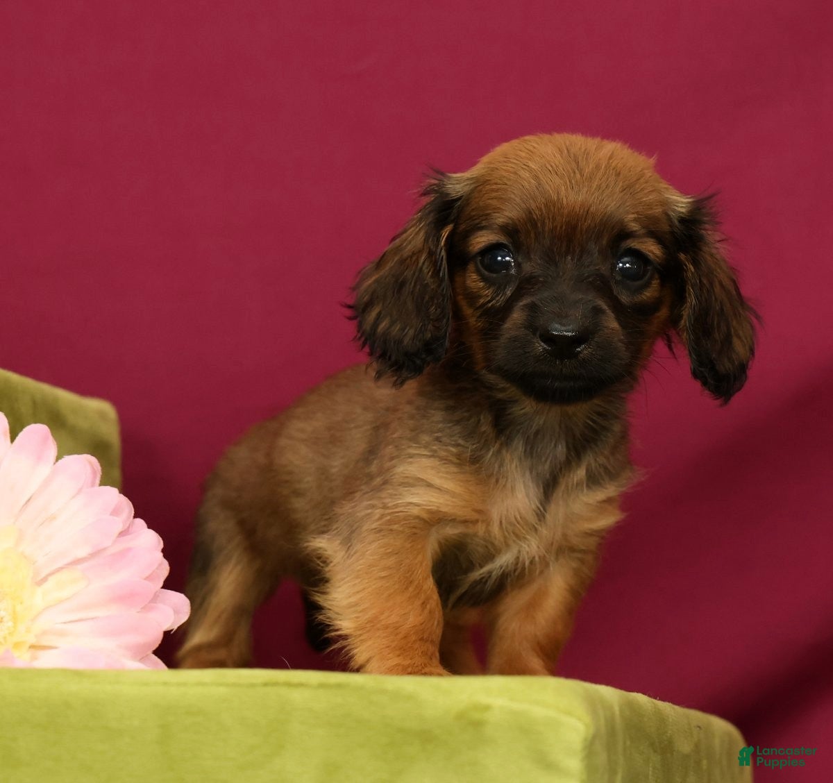 Miniature Dachshund dogs Skye - Ad 1