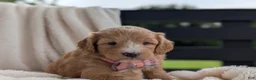 Mini Goldendoodle dogs for sale: Daisy - Ad 7