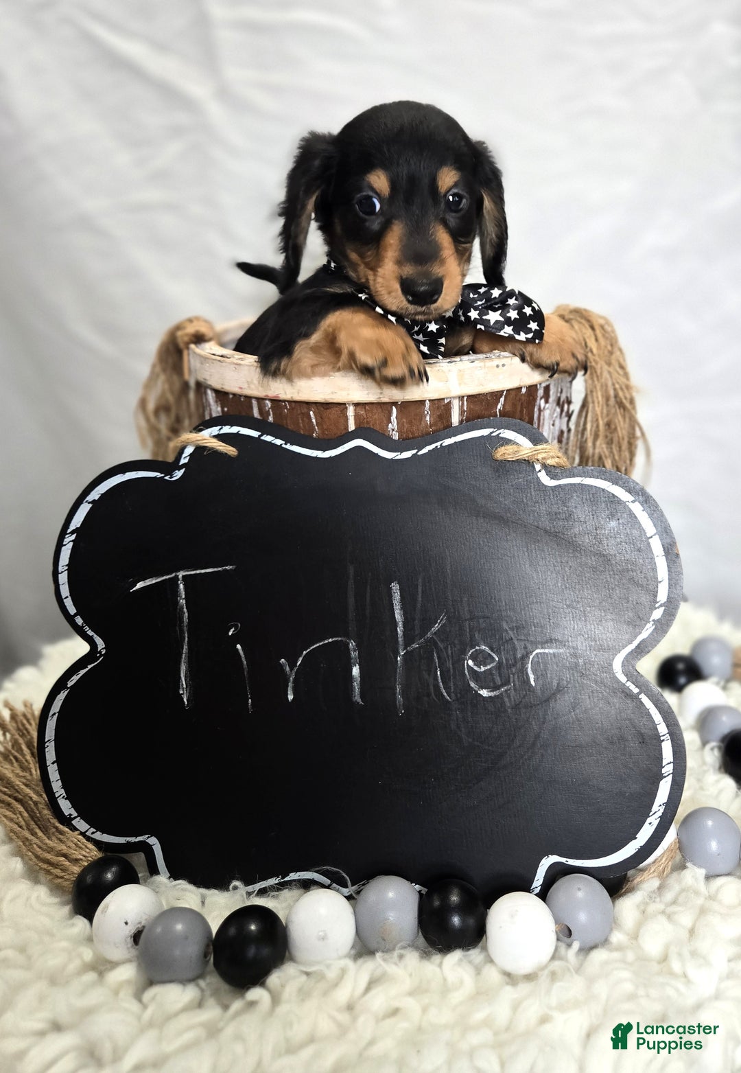Miniature Dachshund dogs for sale: Tinker - Ad 4