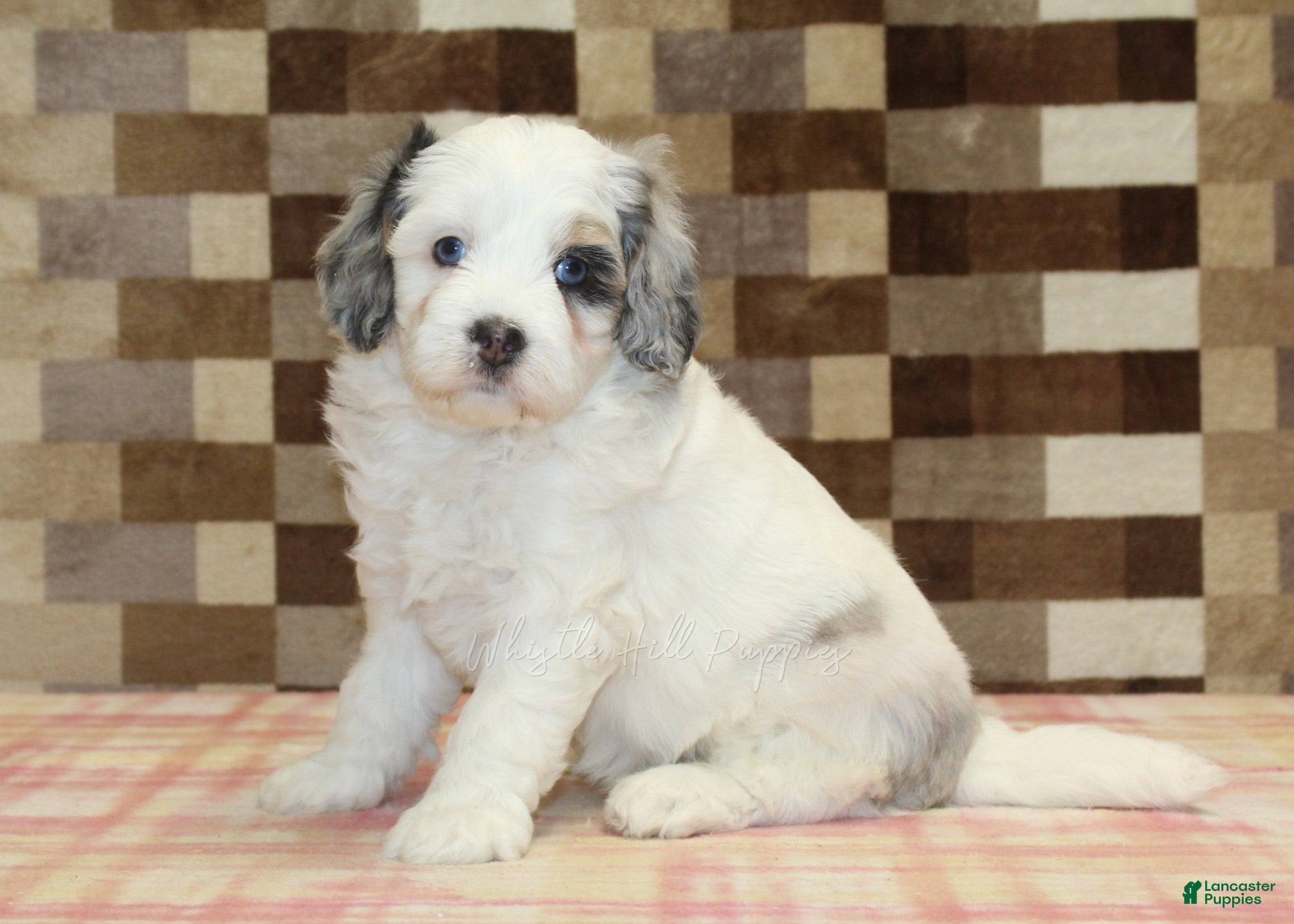 Mini Bernedoodle dogs Alvin - Ad 1