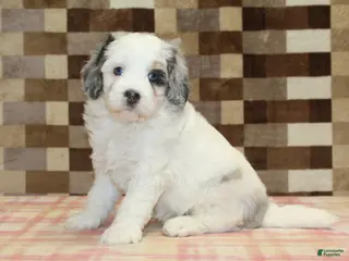 Mini Bernedoodle dogs for sale: Alvin - Ad 1