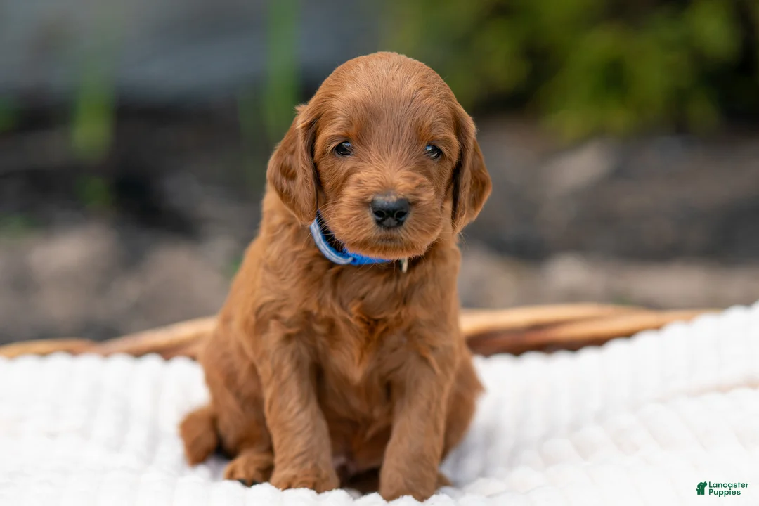 Irish Doodle dogs for sale: Royal Blue Collar - “Jenkins” - Ad 1