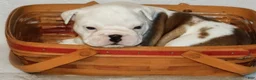 English Bulldog dogs for sale: English Bulldog Puppy 1 - Ad 6