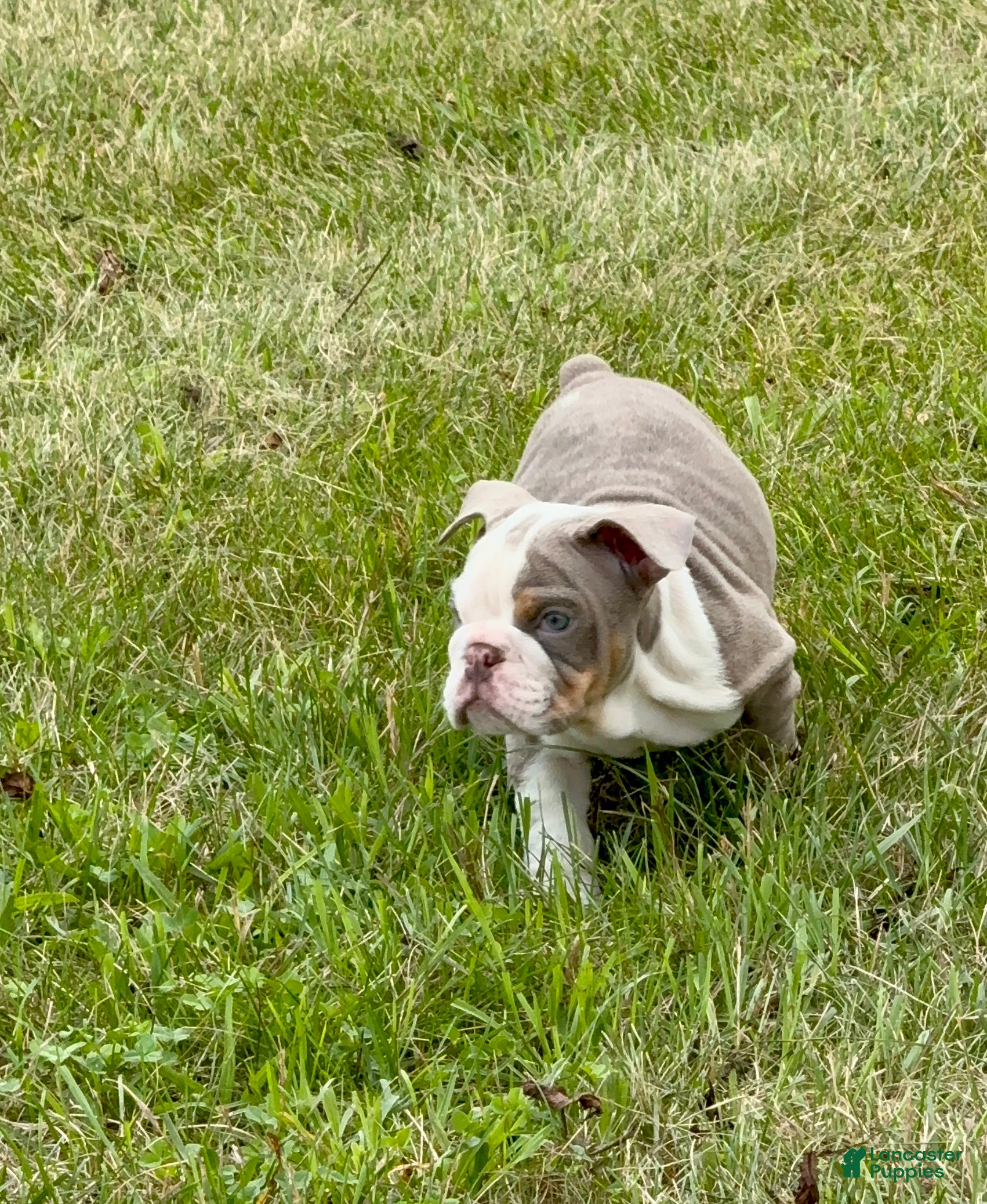 English Bulldog dogs Treelo - Ad 1