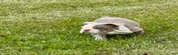 English Bulldog dogs for sale: Treelo - Ad 1