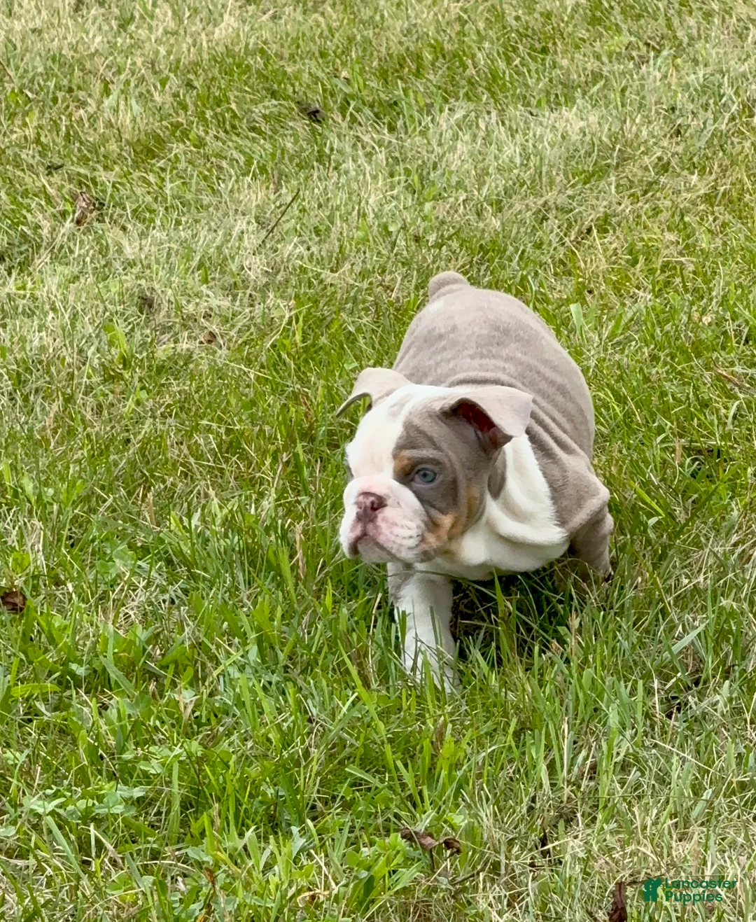 English Bulldog dogs for sale: Treelo - Ad 1