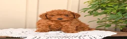 Toy Poodle dogs for sale: Teddy - Ad 5