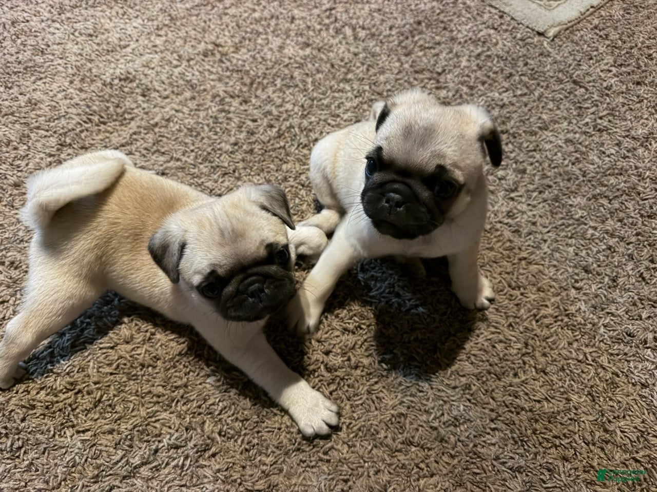 Pug dogs Boy 1 - Ad 1