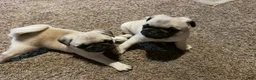 Pug dogs for sale: Boy 1 - Ad 1