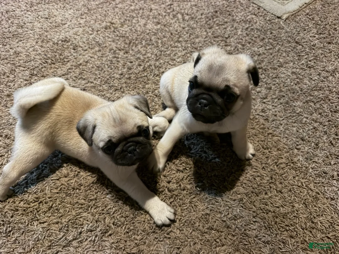 Pug dogs for sale: Boy 1 - Ad 1