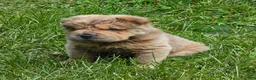 Shar Pei dogs for sale: Roman - Ad 37