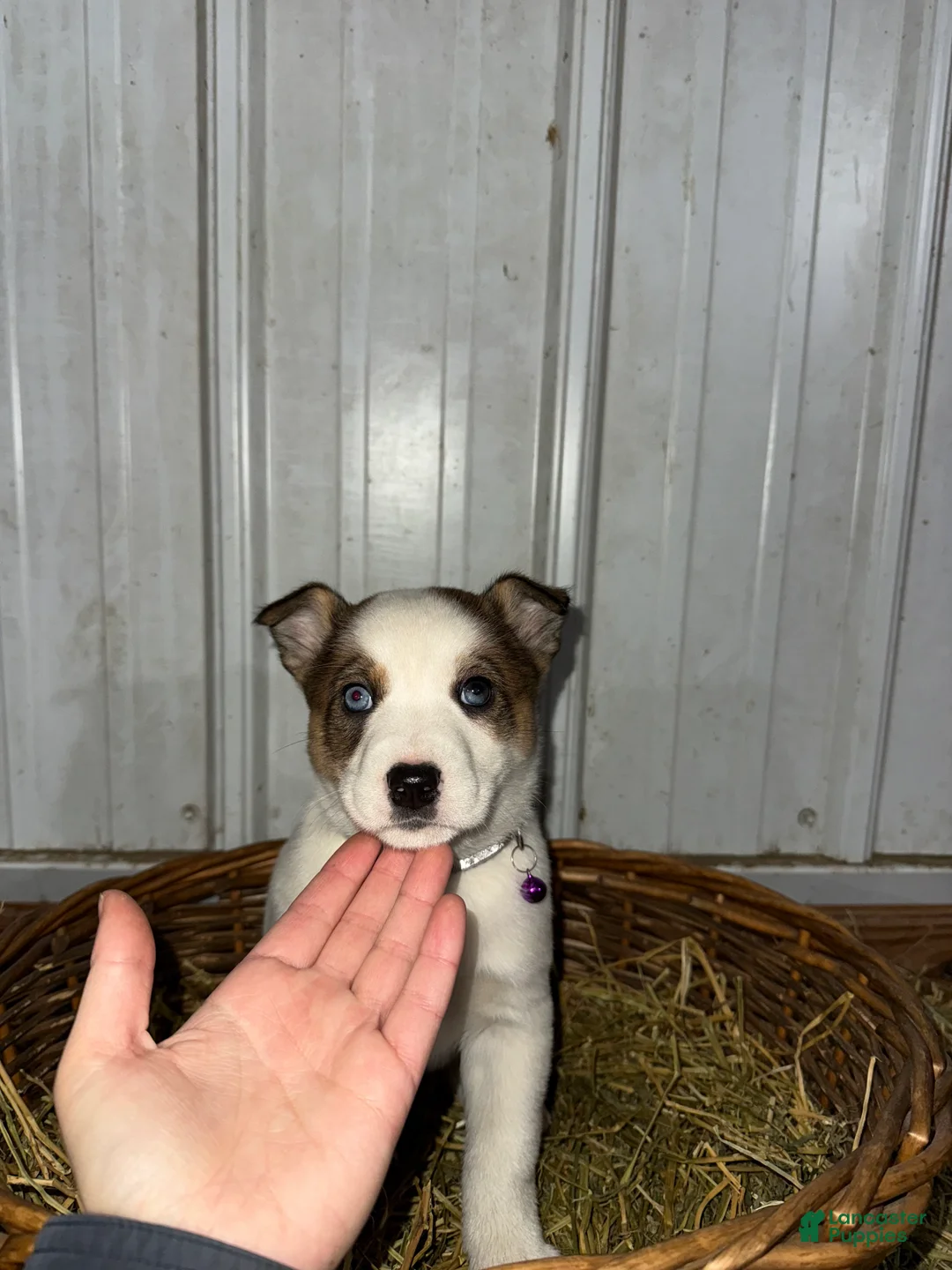 Mixed Breed dogs for sale: Whitey - Ad 3
