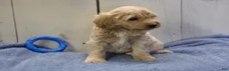 Cockapoo dogs for sale: Brady - Ad 6
