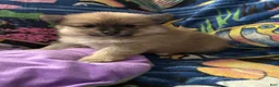 Pomeranian dogs for sale: Pomeranian Puppy 2 - Ad 4