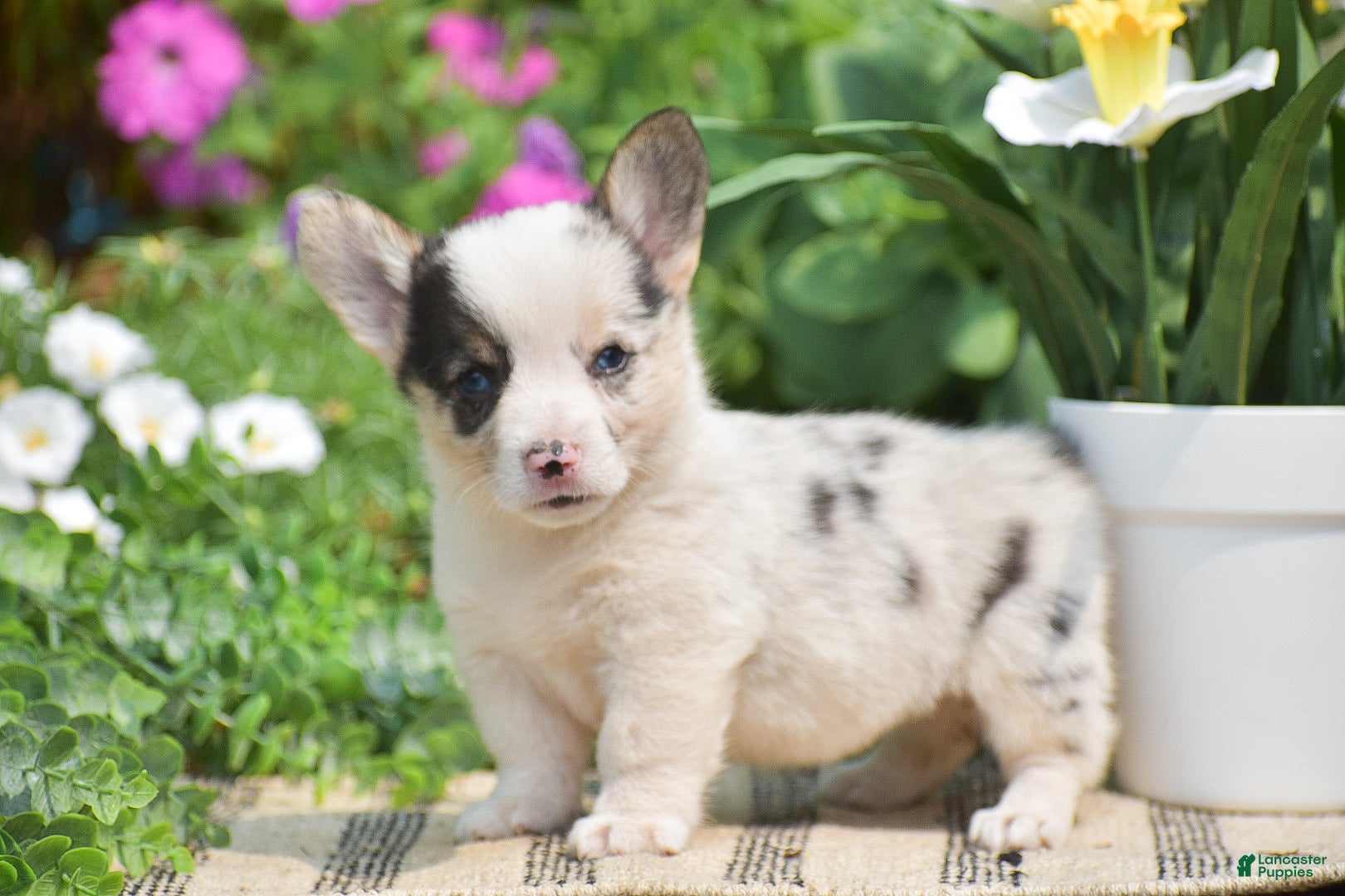 Welsh Corgi Pembroke dogs Calypso - Ad 1
