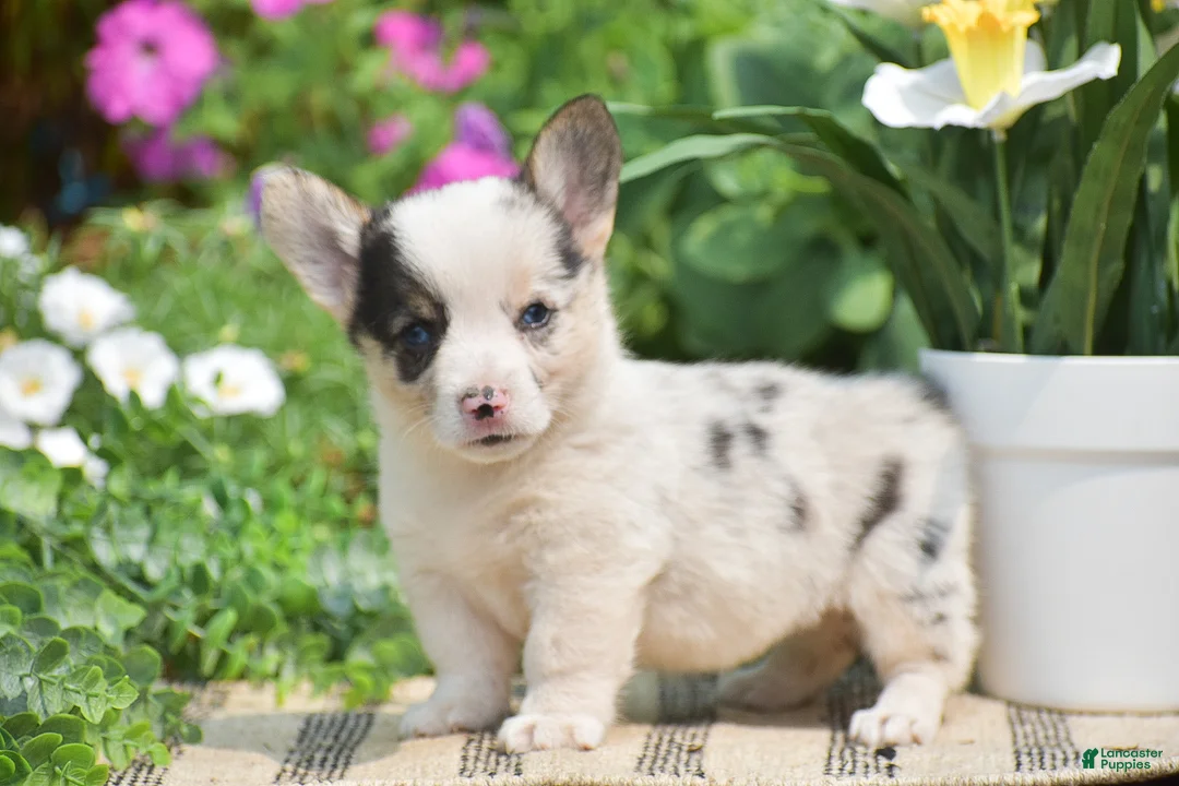 Welsh Corgi Pembroke dogs for sale: Calypso - Ad 1