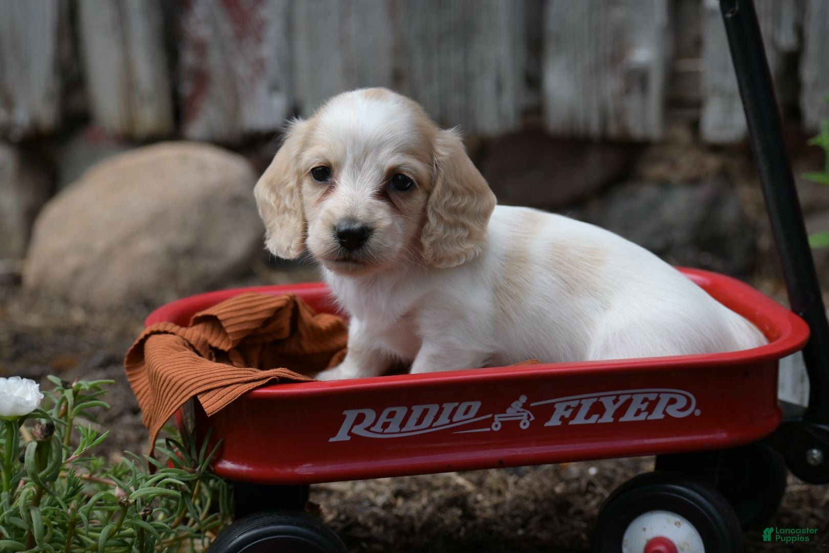 Miniature Dachshund dogs Miniature Dachshund 2 - Ad 1
