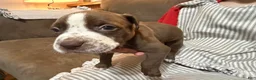American Bully dogs for sale: American Bully 2 - Ad 3