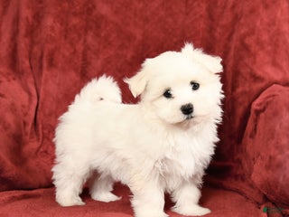 Maltese dogs Gavin - Ad 6