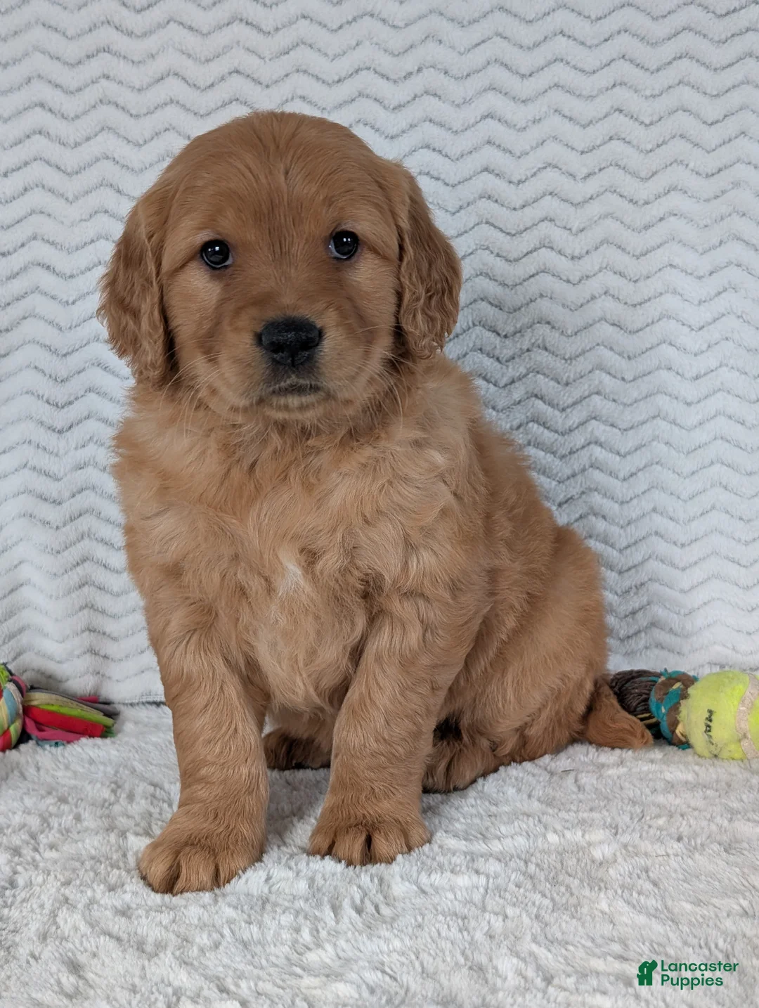 Golden Retriever dogs for sale: Miss Honey  - Ad 9