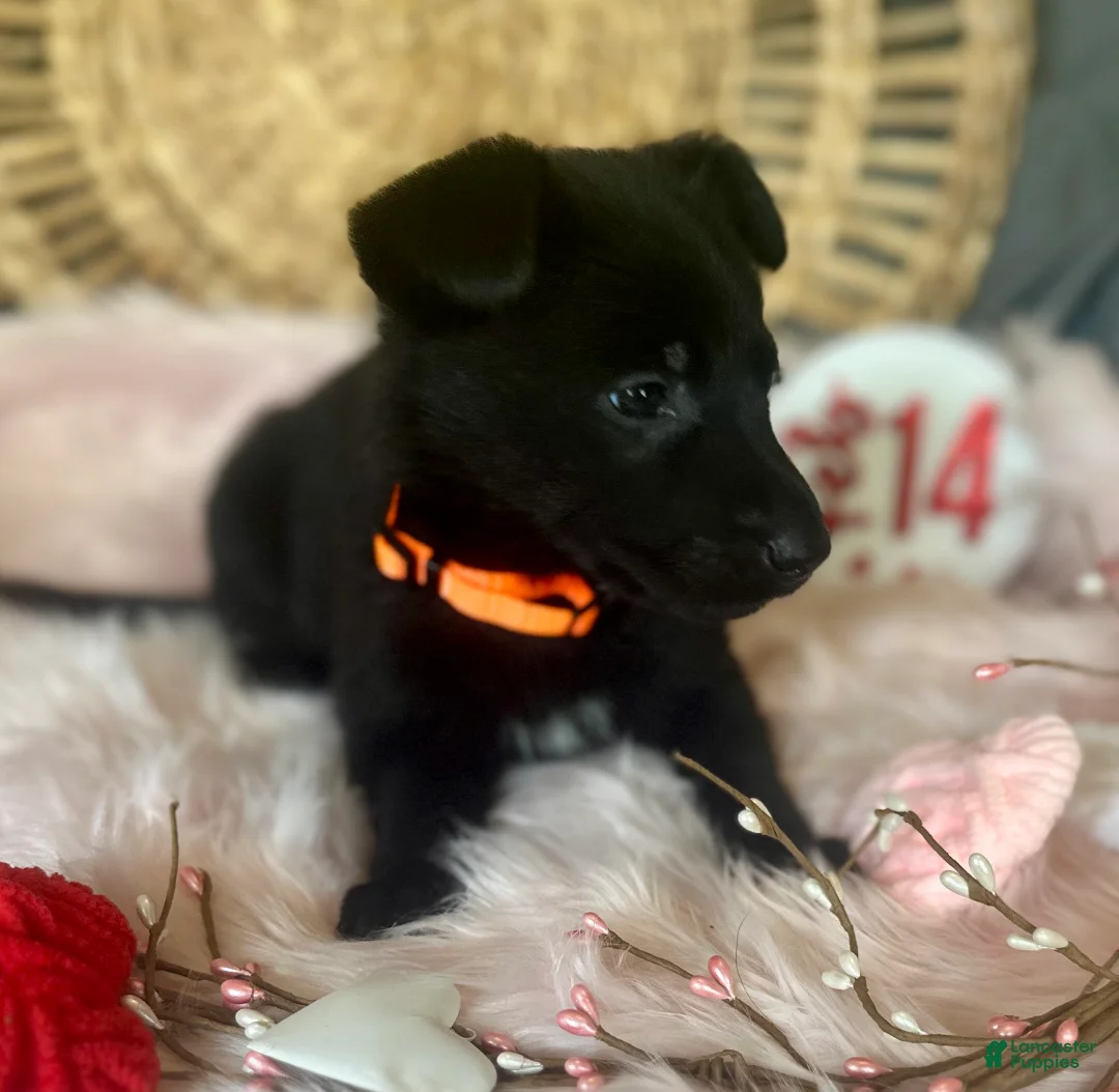 German Shepherd dogs for sale: Dahlia  - Ad 2