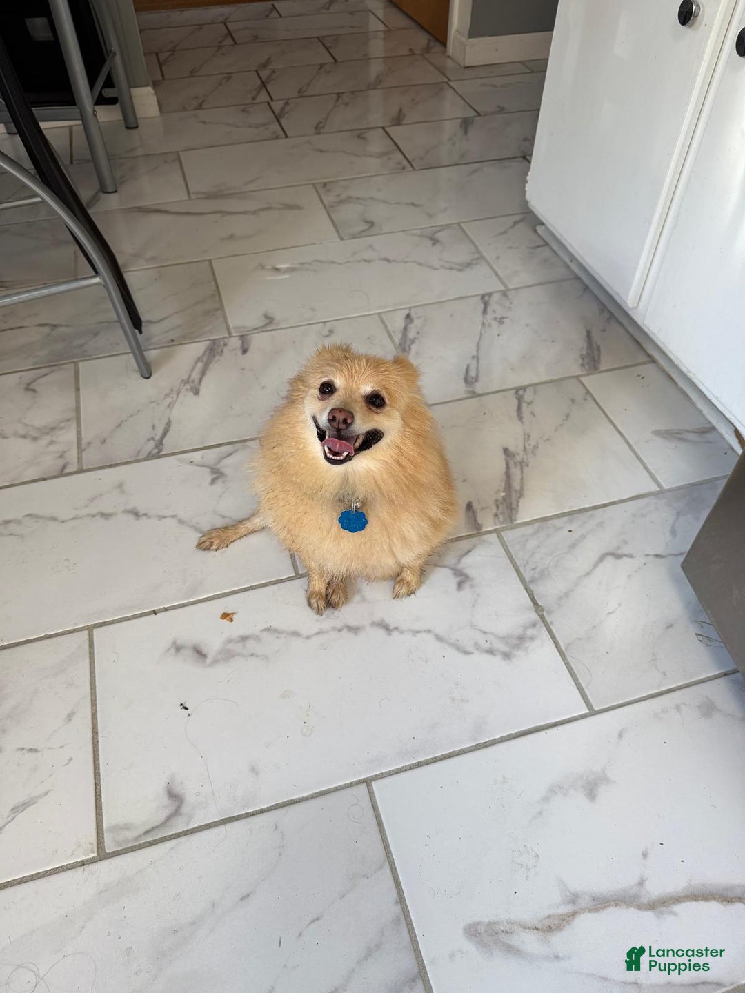 Pomeranian dogs for sale: Pomeranian Puppy 1 - Ad 27