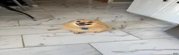 Pomeranian dogs for sale: Pomeranian Puppy 1 - Ad 27