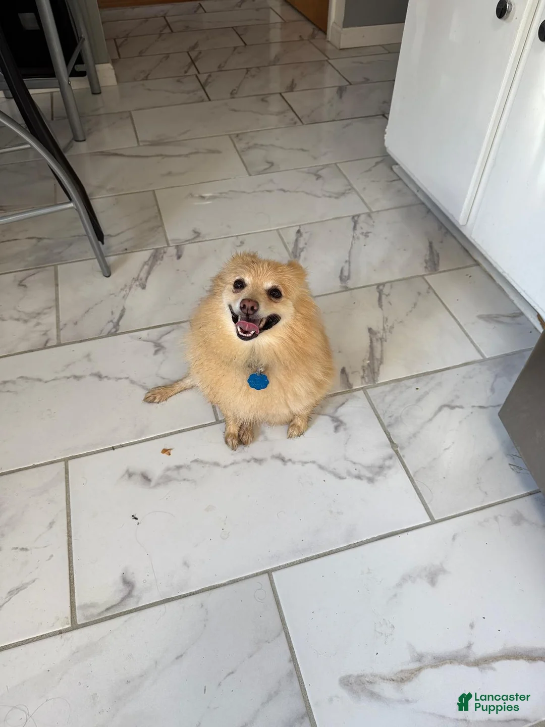 Pomeranian dogs for sale: Pomeranian Puppy 1 - Ad 27