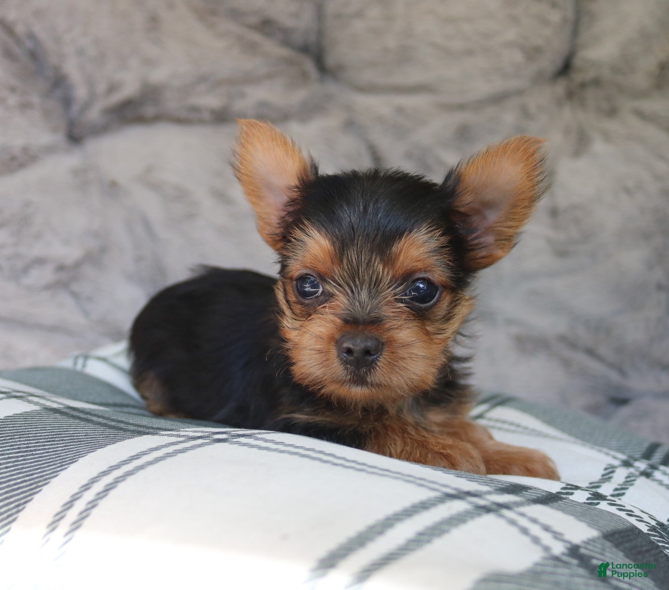 Yorkshire Terrier dogs for sale: Max  - Ad 3