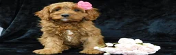 Cavapoo dogs for sale: Princess - Ad 5