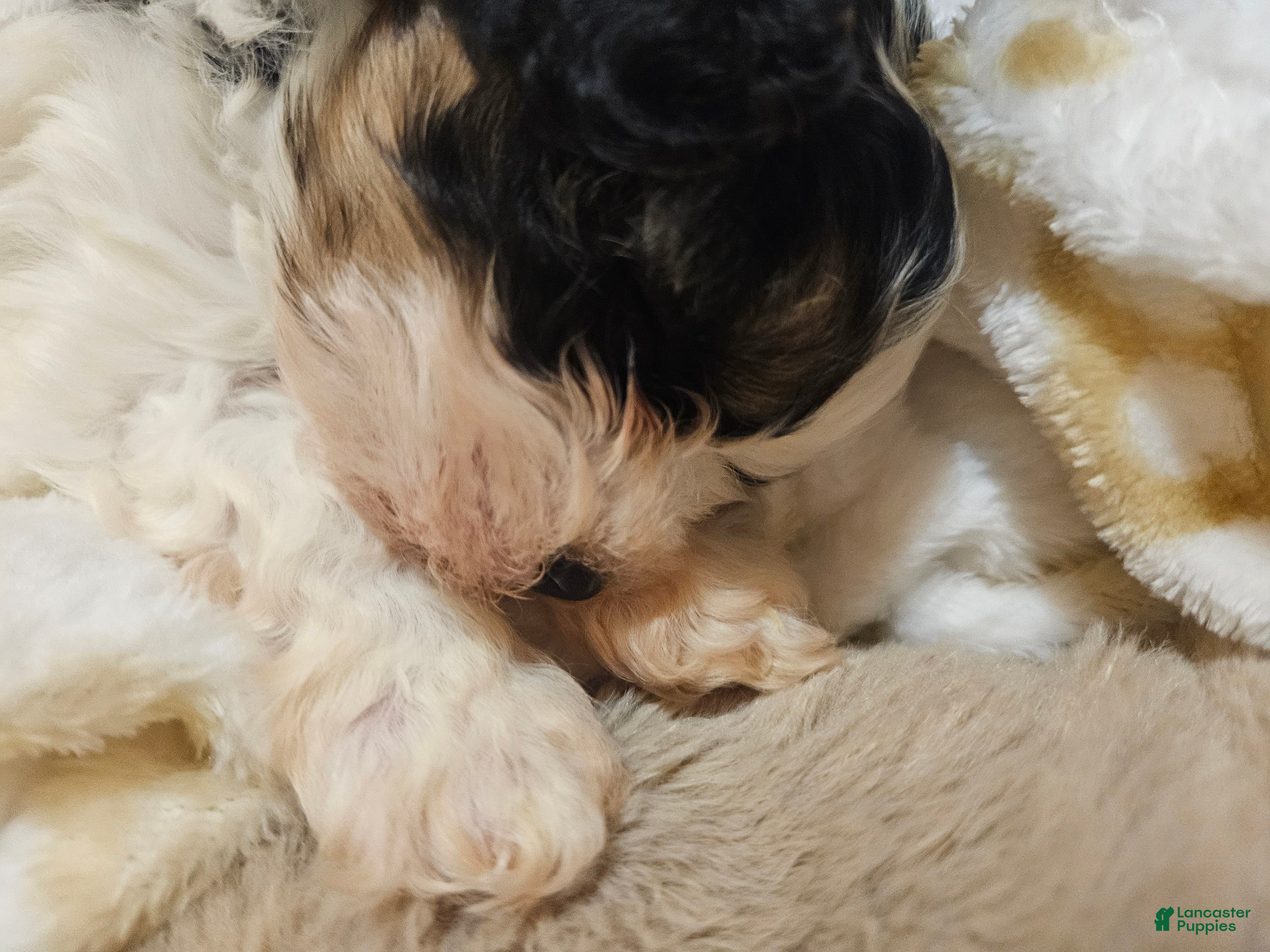 Shih Tzu dogs Shih Tzu Puppy 1 - Ad 2