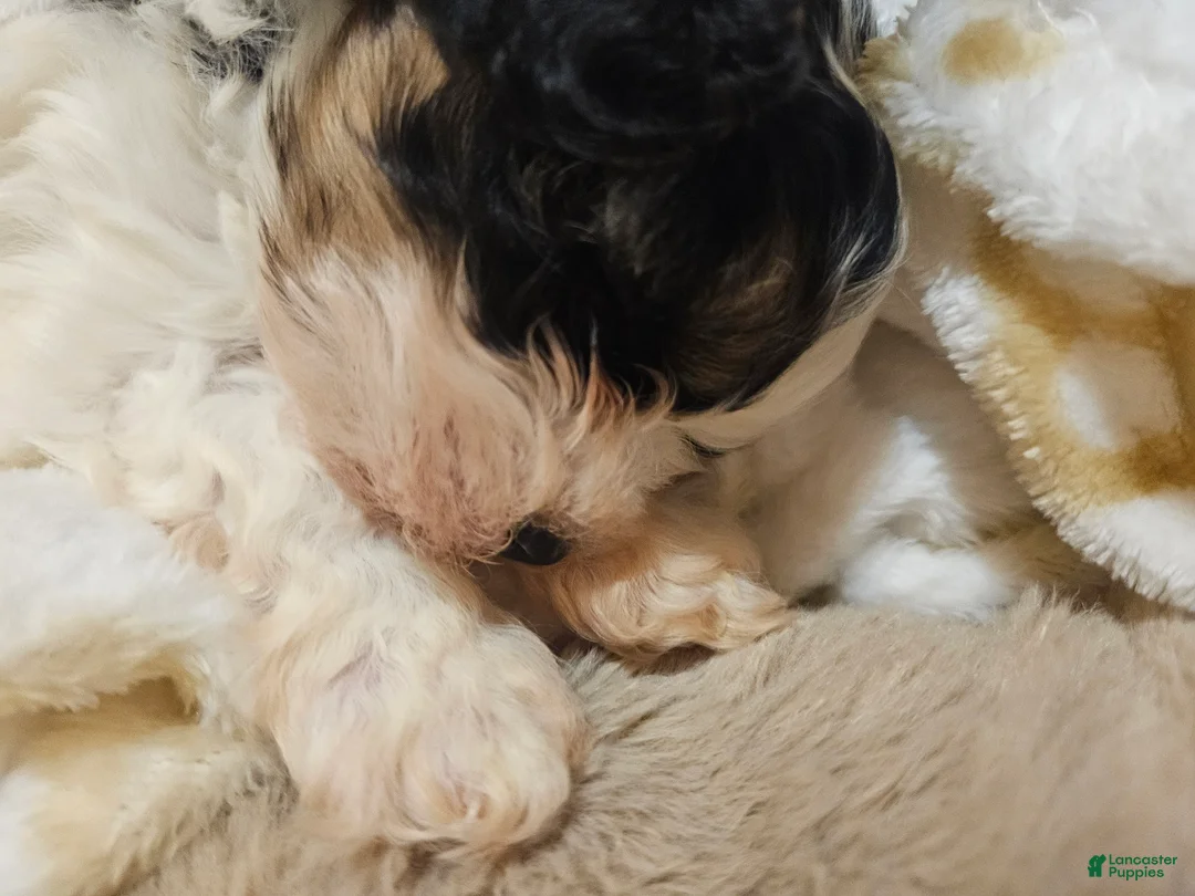 Shih Tzu dogs for sale: Shih Tzu Puppy 1 - Ad 1