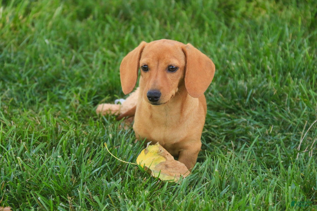 Miniature Dachshund dogs Clifford Miniature Dachshund  - Ad 2