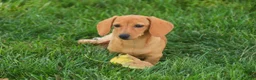 Miniature Dachshund dogs for sale: Clifford Miniature Dachshund  - Ad 2
