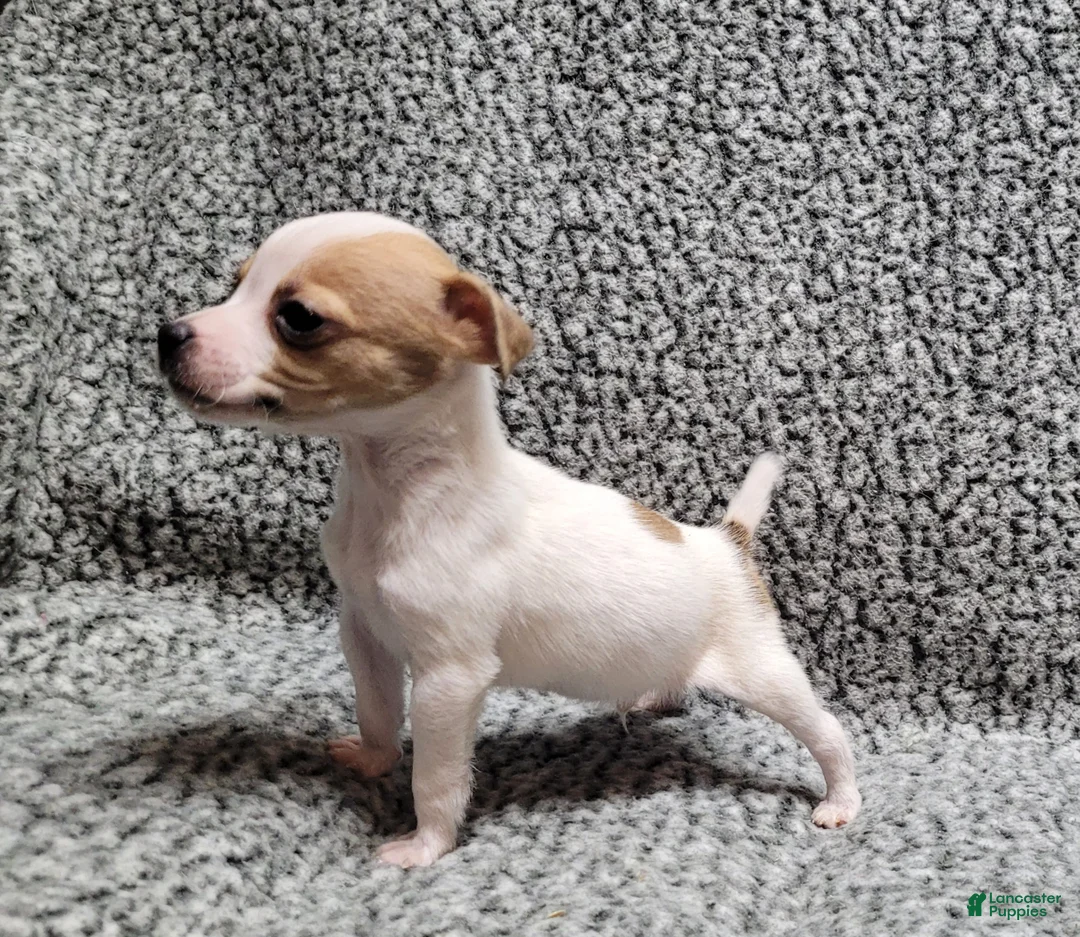 Jack Russell Terrier dogs for sale: Westfork's TATER - Ad 5