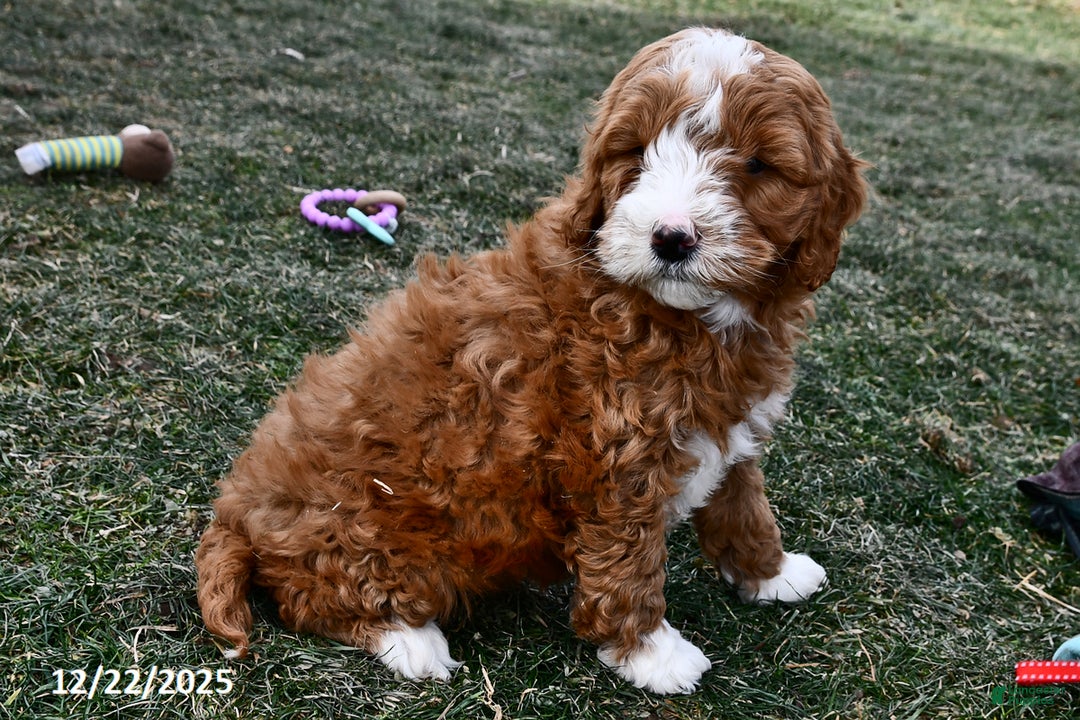 Mini Goldendoodle dogs for sale: Cappucino - Ad 2