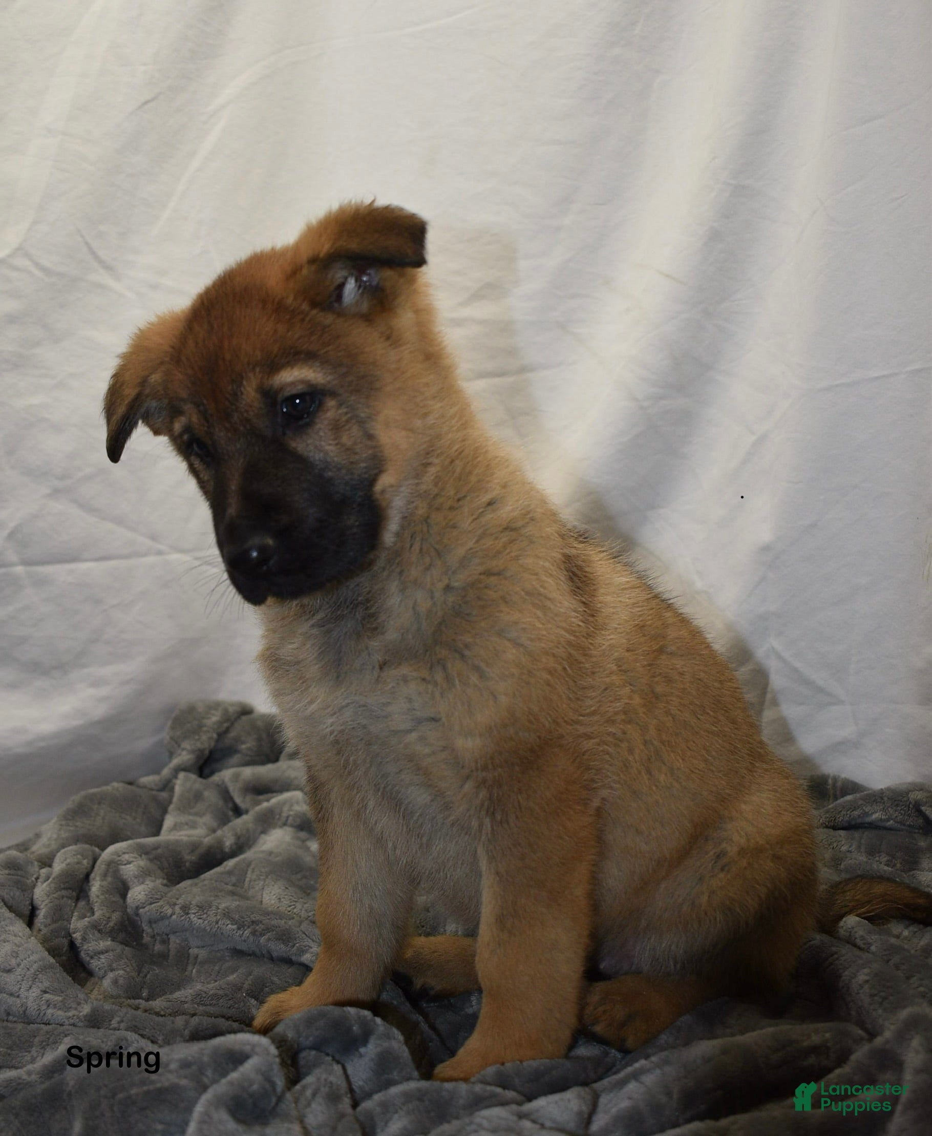 German Shepherd dogs Spring - Ad 40