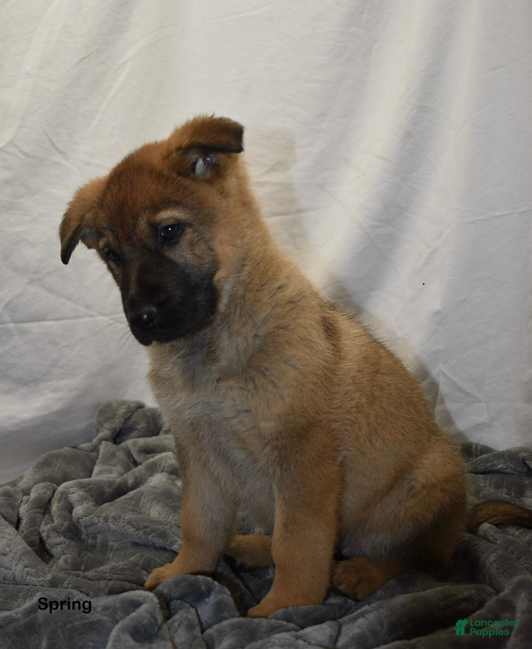German Shepherd dogs for sale: Spring - Ad 1