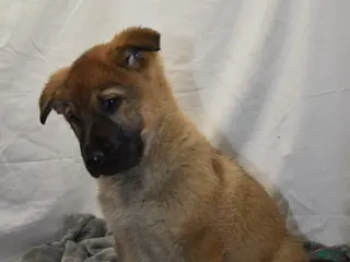 German Shepherd dogs Spring - Ad 38