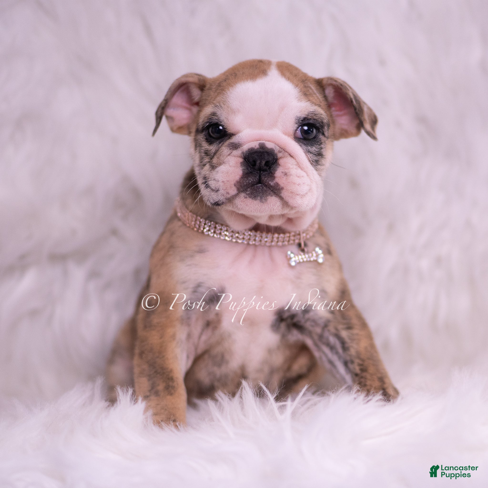 English Bulldog dogs Verushka - Ad 1