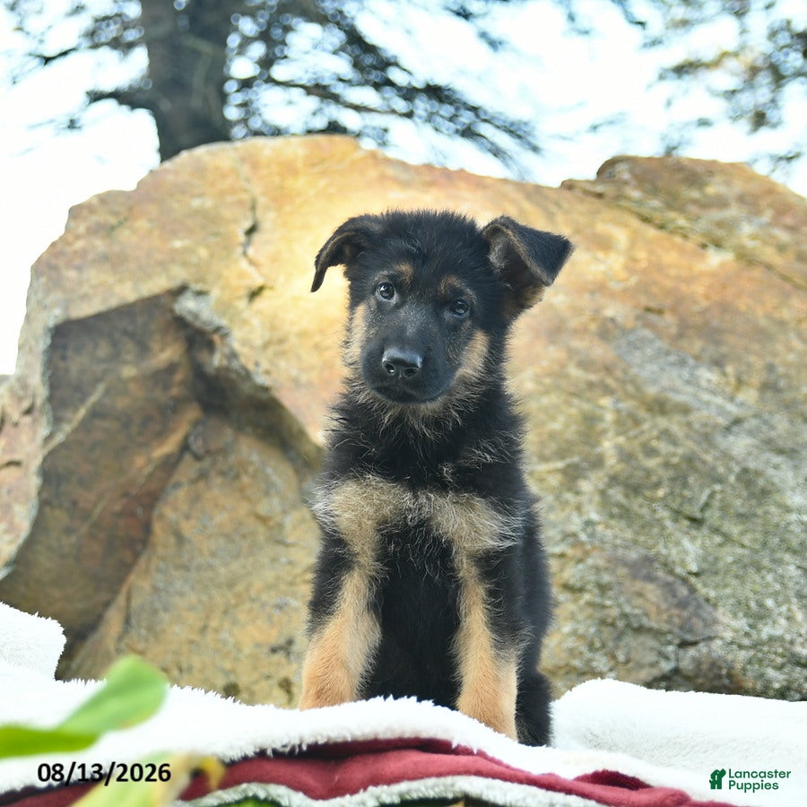 German Shepherd dogs Ace  - Ad 2