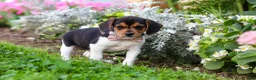Beagle dogs for sale: Paisley - Ad 6