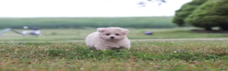 Maltipoo dogs for sale: Nora - Ad 11