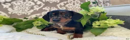Miniature Dachshund dogs for sale: Ezra - Ad 10