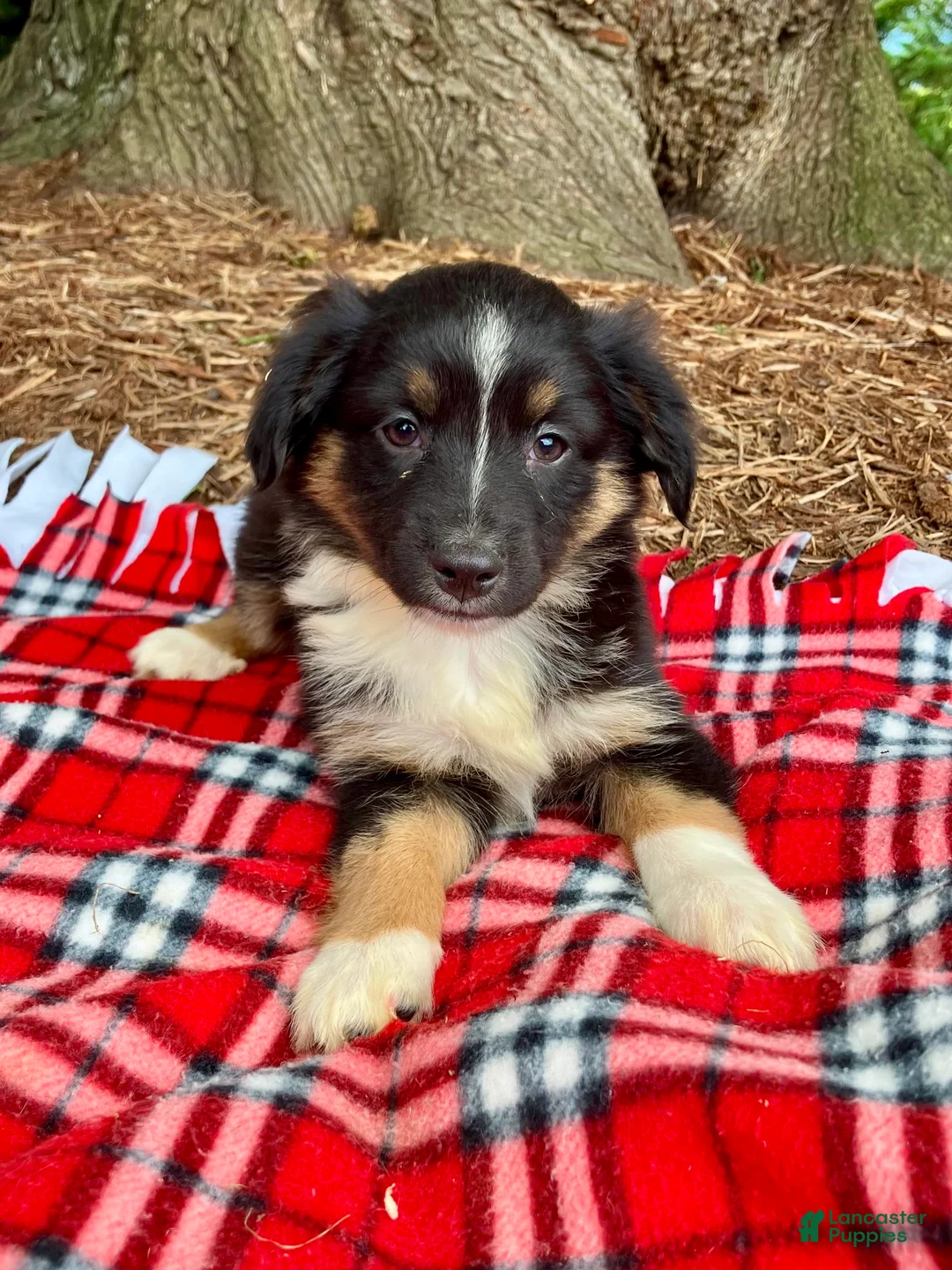Miniature Australian Shepherd dogs for sale: Axel - Ad 4