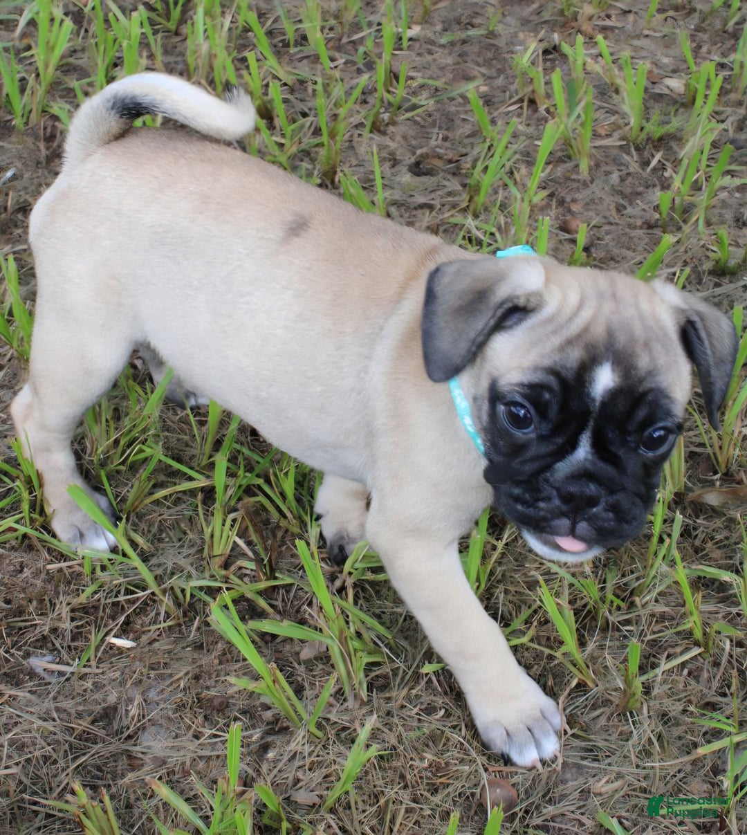 Animal Pug Boxer Mix Puppies For Sale Mixed Breed Litter Of