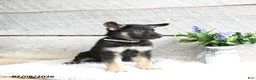 German Shepherd dogs for sale: Nova - Ad 4