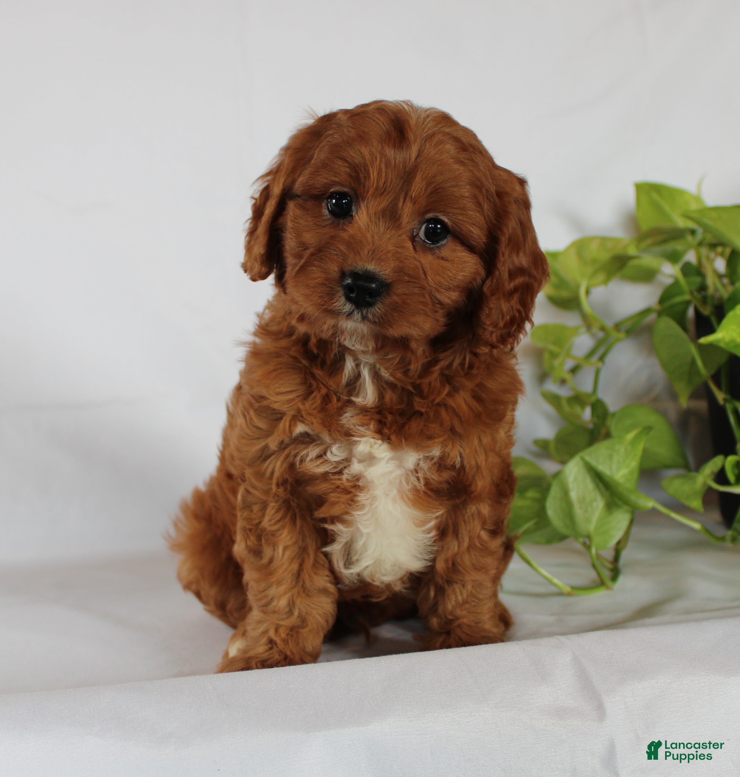 Cavapoo dogs Cooper - Ad 1