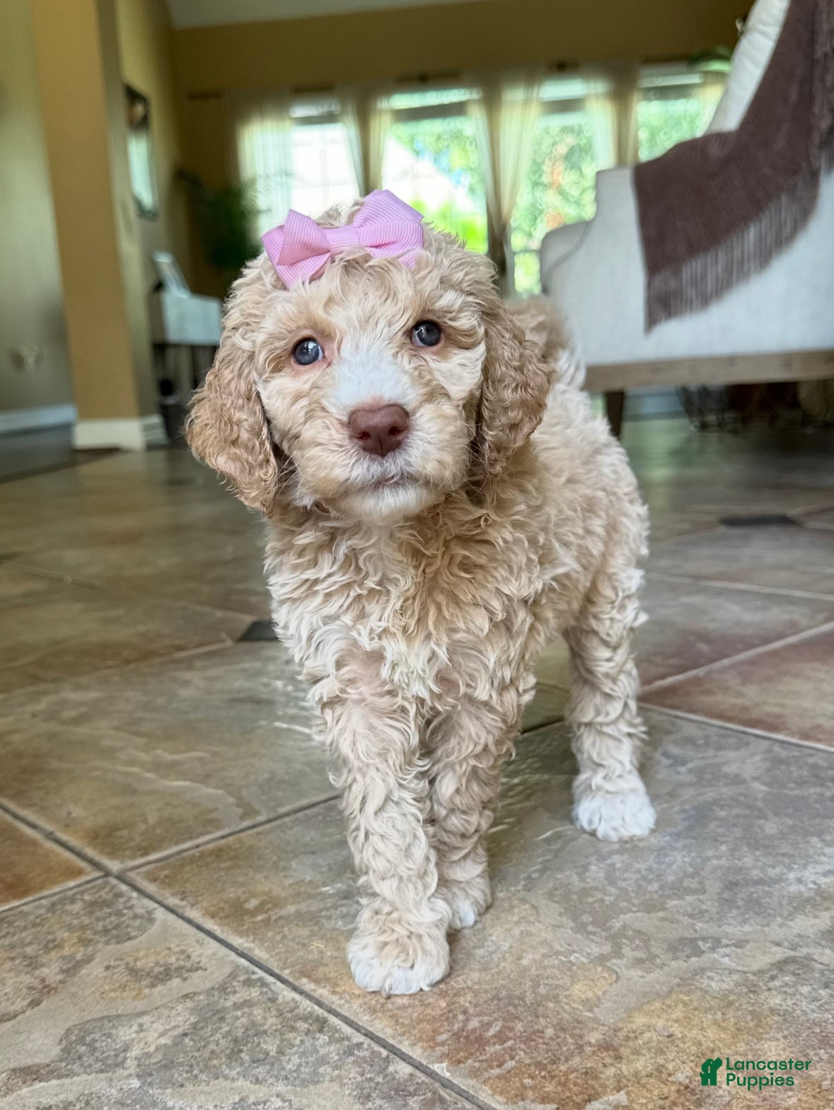 Goldendoodle dogs Golden - Ad 3